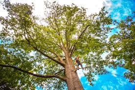 How Our Tree Care Process Works  in  South Haven, IN