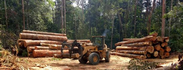 Reliable South Haven, IN Tree Care Solutions