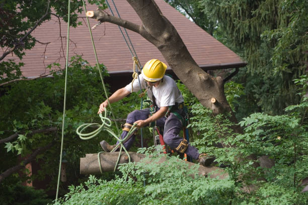 Lawn Maintenance Plans in South Haven, IN
